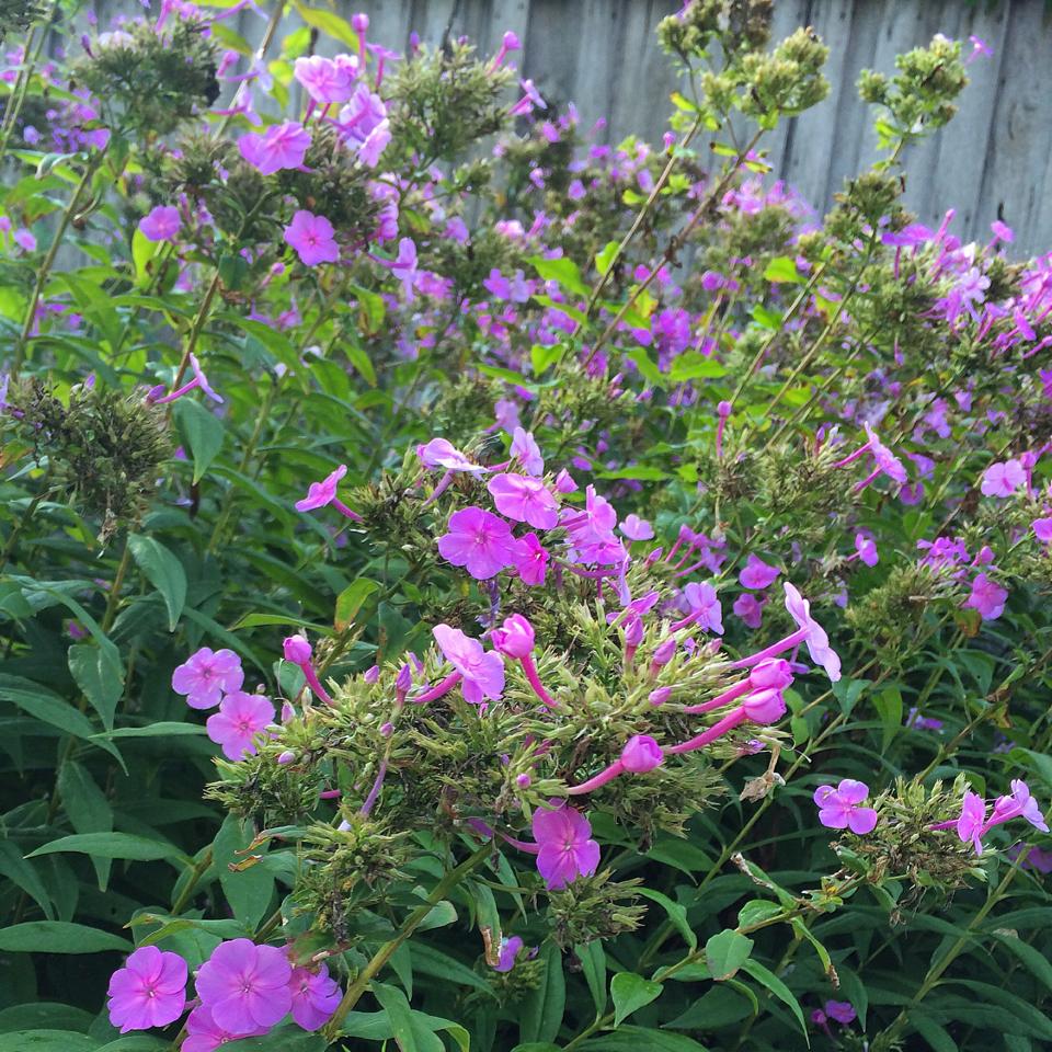 GroWild Native Plants